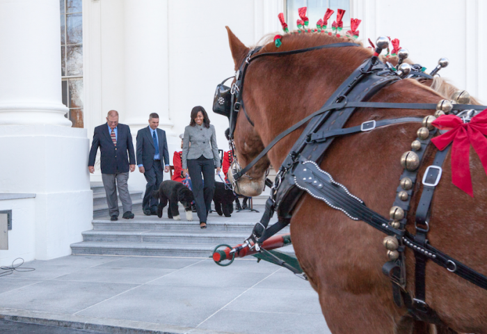 First Lady Michelle Obama welcomed the Official White House Christmas Tree with Bo and Sunny in tow. | Photo by Cheriss May, Howard University News Service