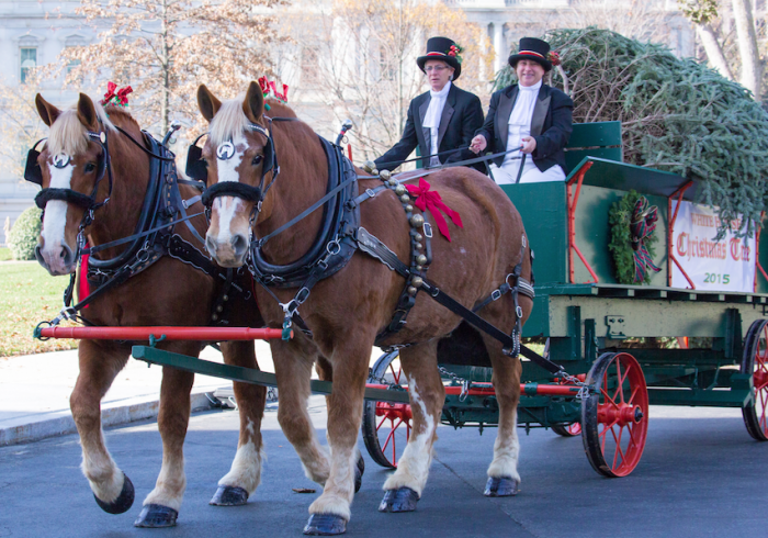 Karry was ready for his closeup. Karry and Ben, Belgian Draft Horses, delivered the official White House Christmas tree. | Photo by Cheriss May, Howard University News Service