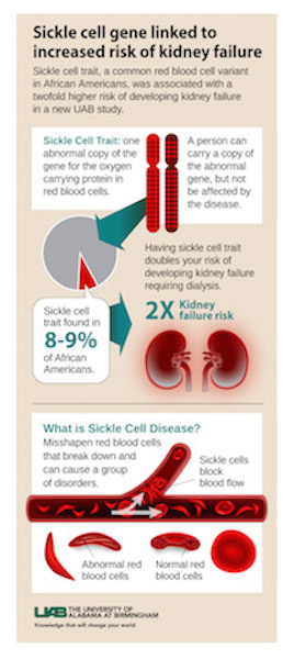 Sickle cell gene linked to elevated risk of kidney failure in UAB study