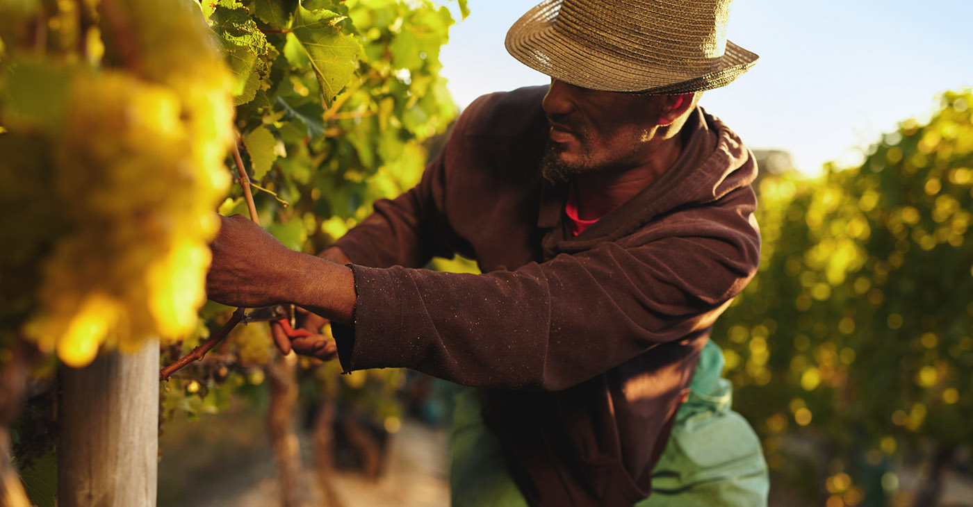 REPORT: Structural Racism Eliminated Black Farmers