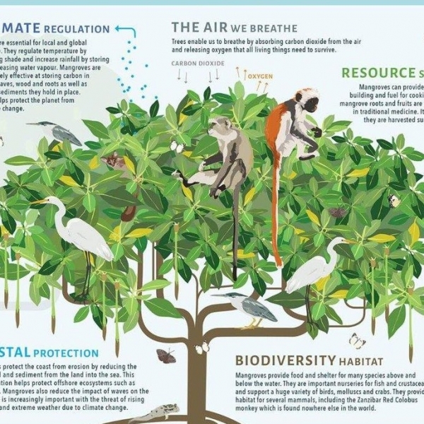 Growing African mangrove forests aim to combat climate woes – Los ...