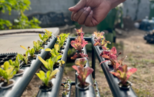 Compton’s CMS hosts Community Garden and Wellness Workshop